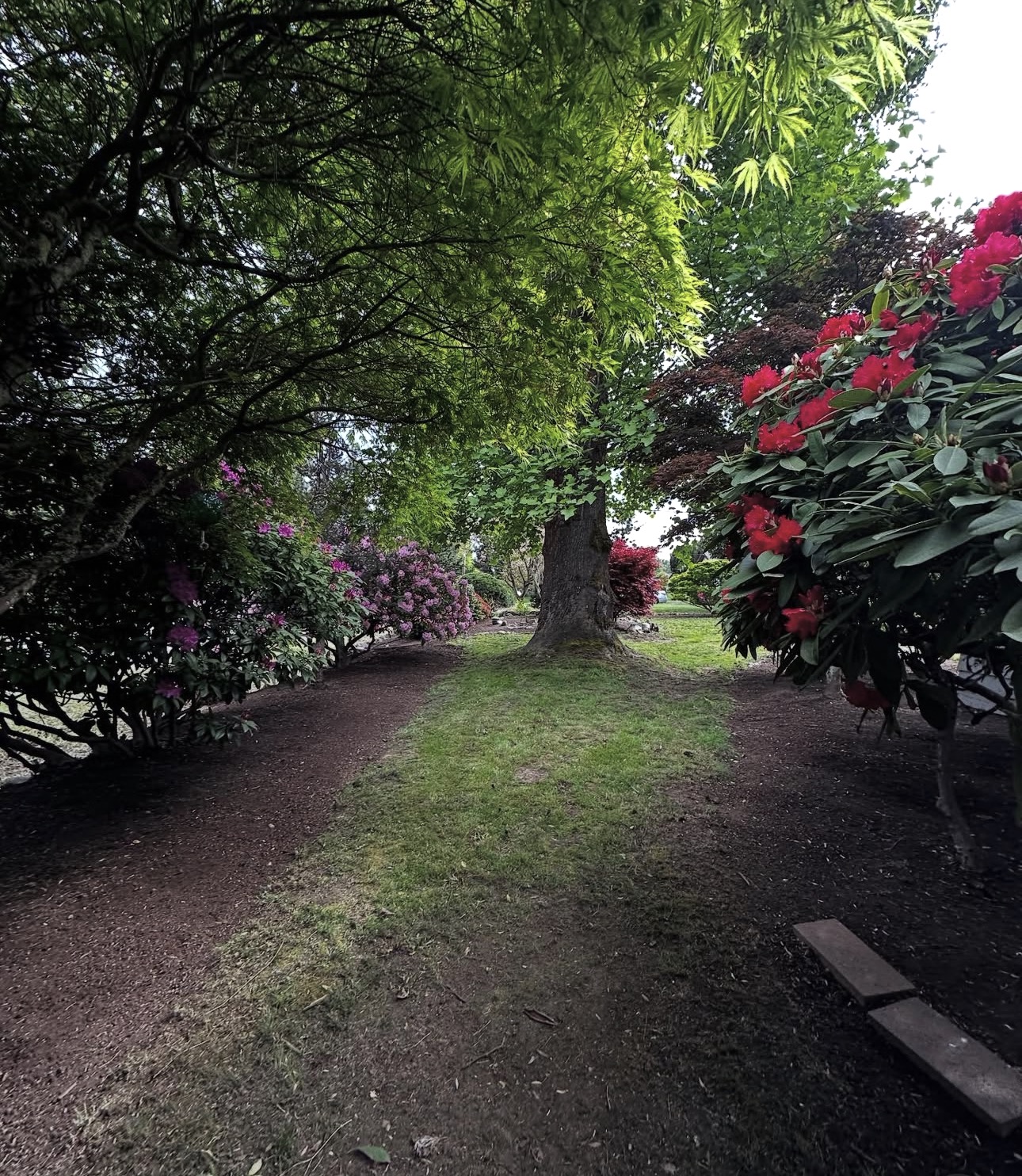 Freshly mulched beds and trimmed lawn path under maple trees with blooming rhododendrons