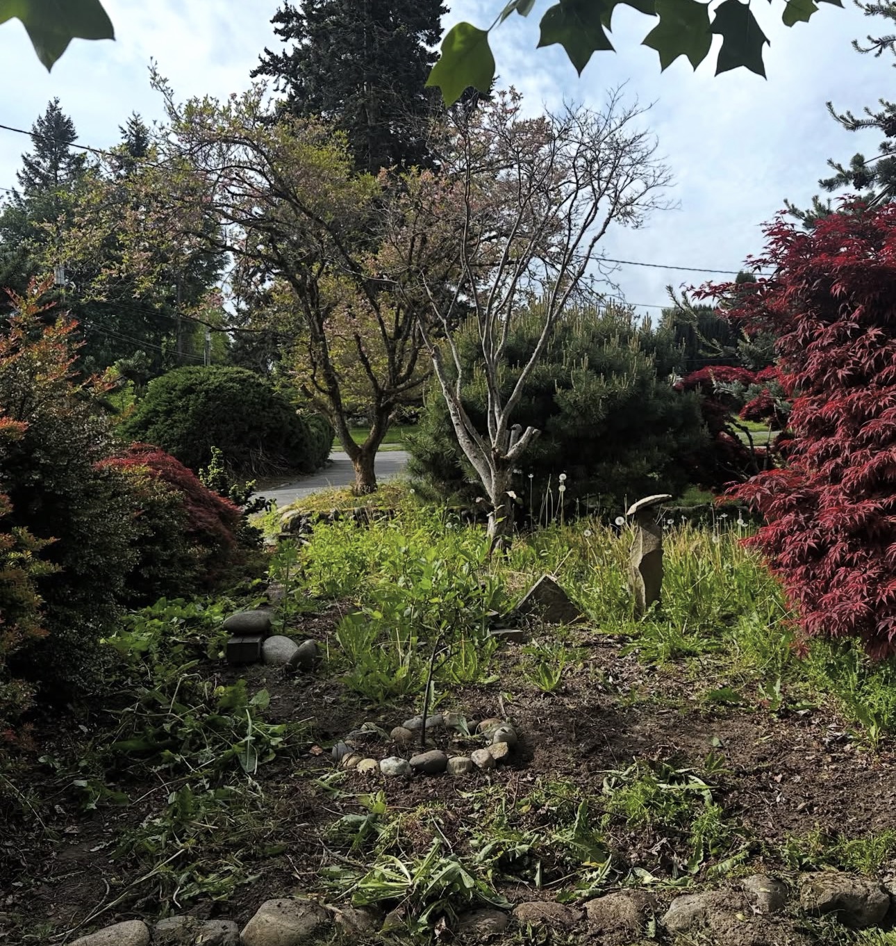 Front bed overgrown with weeds and tall grass before cleanup